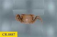 紅色相機蟹藏品圖，第1張